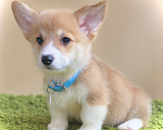 Собаки в Сергиеве Посаде: Лисёнок вельш корги пемброк Мальчик, 50 000 руб. - фото 3