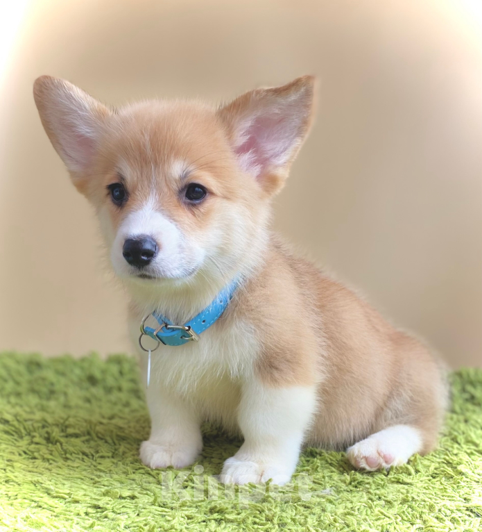 Собаки в Сергиеве Посаде: Лисёнок вельш корги пемброк Мальчик, 50 000 руб. - фото 3