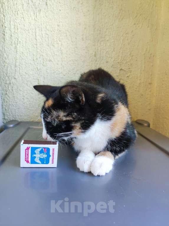 Кошки в Санкт-Петербурге: Кошка в добрые руки  Девочка, Бесплатно - фото 2