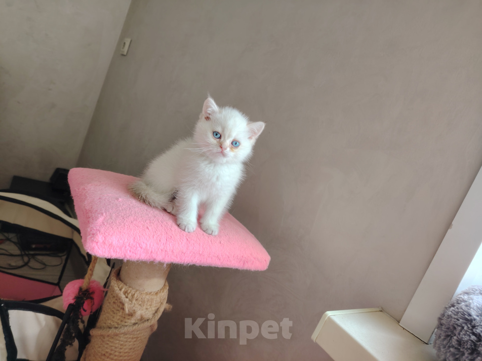 Кошки в Нижнем Новгороде: Котенок Британец Мальчик, 20 000 руб. - фото 3