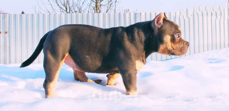 Собаки в Москве: Девочка булли Девочка, 100 000 руб. - фото 3