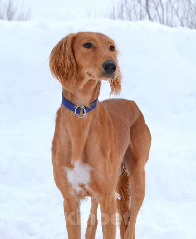 Собаки в Глазове: ADDIL ASSAD Мальчик, Бесплатно - фото 3