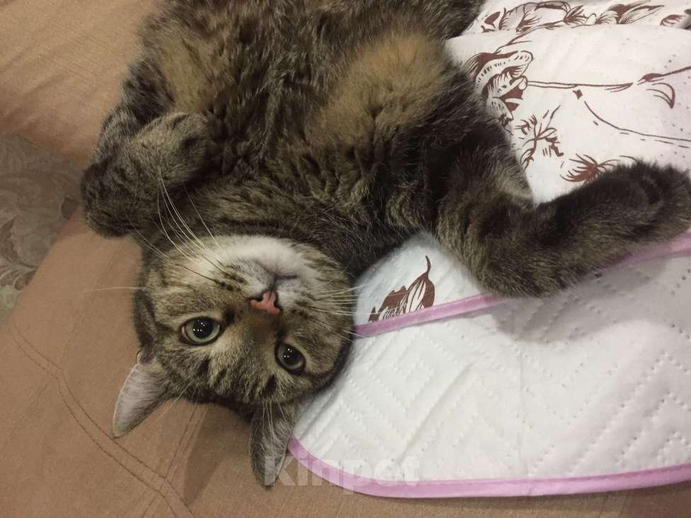 Кошки в Новосибирске: Отдам умного кота в добрые руки  Мальчик, Бесплатно - фото 3