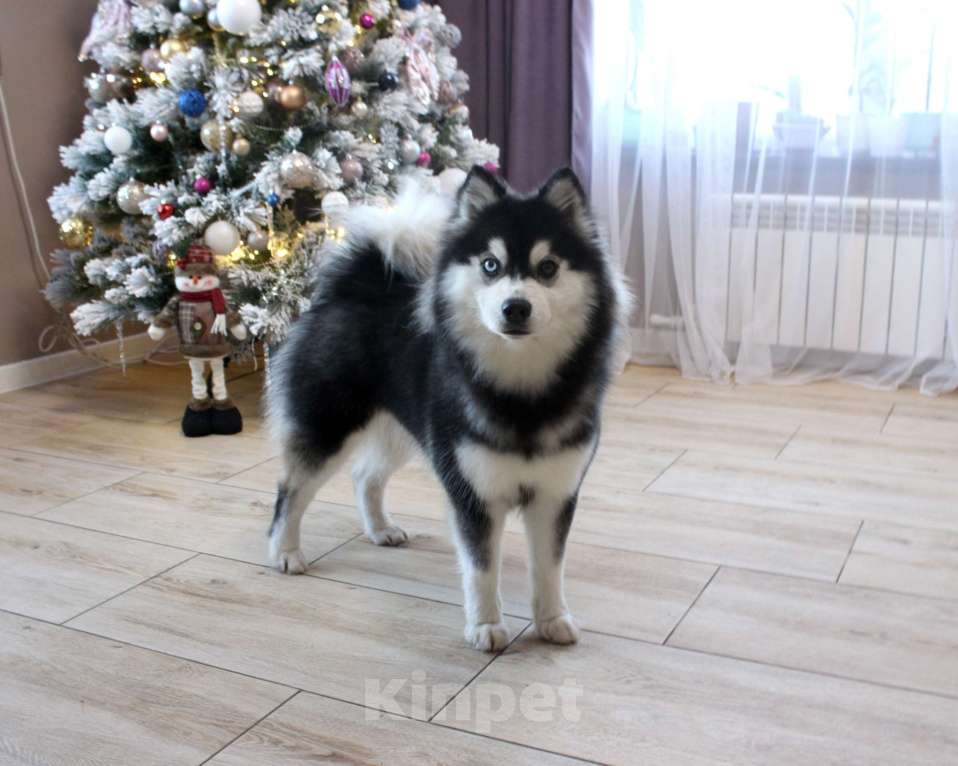 Собаки в других городах Липецкой области: Помски подрощеная сука Девочка, Бесплатно - фото 4