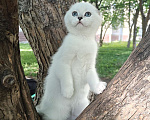 Кошки в Миассе: В любимки 💖 Девочка, 45 000 руб. - фото 1