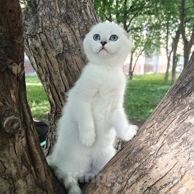Кошки в Миассе: В любимки 💖 Девочка, 45 000 руб. - фото 1