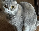 Кошки в других городах Бурятии: Потерялась кошка Девочка, Бесплатно - фото 1