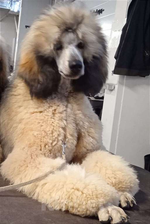 Собаки в Санкт-Петербурге: большой пудель эксклюзивного окраса Мальчик, Бесплатно - фото 1