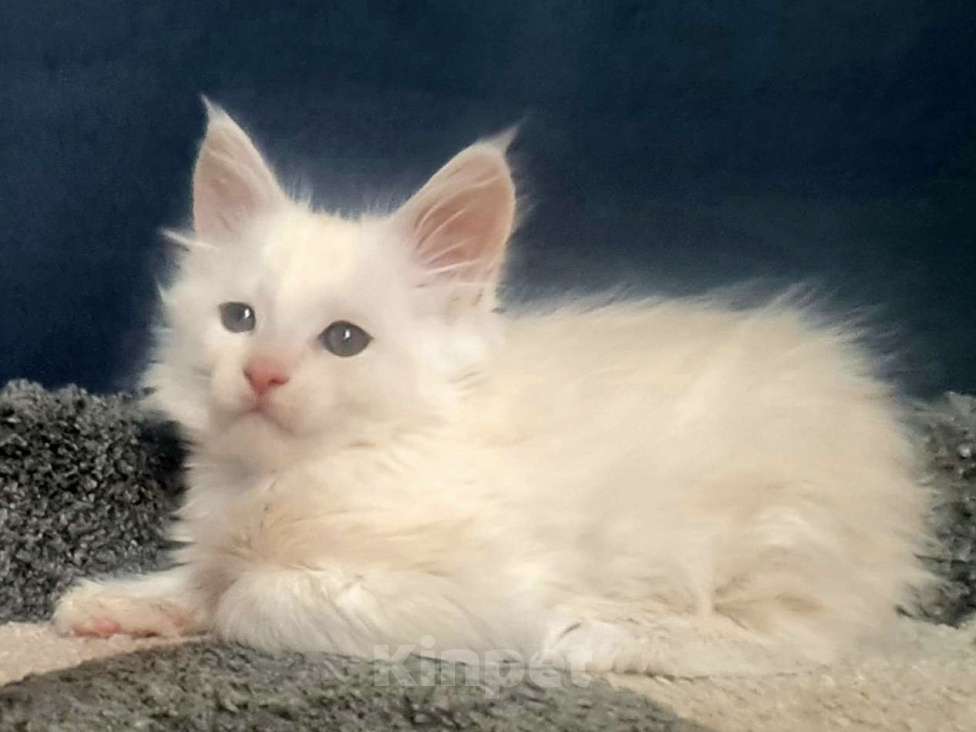 Кошки в других городах Ярославской области: Мейн кун мальчик Мальчик, Бесплатно - фото 2