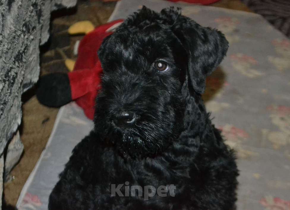 Собаки в Иваново: Щенок Керри блю терьера  Мальчик, 60 000 руб. - фото 3