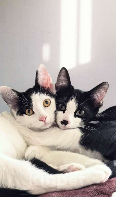 Кошки в других городах Московской области: Коржик Мальчик, Бесплатно - фото 6