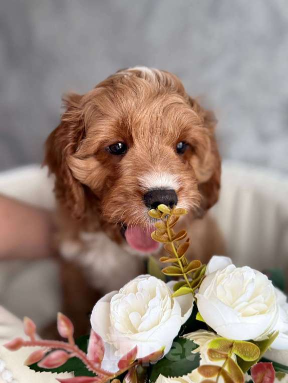 Собаки в Москве: Кавапу щенок Мальчик, Бесплатно - фото 4