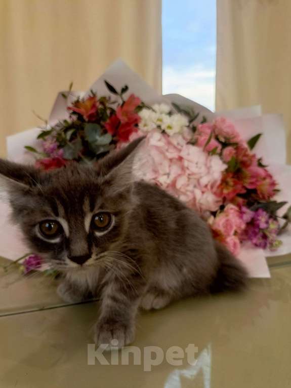 Кошки в Туле: Котенок курильского бобтейла Мальчик, 5 000 руб. - фото 3