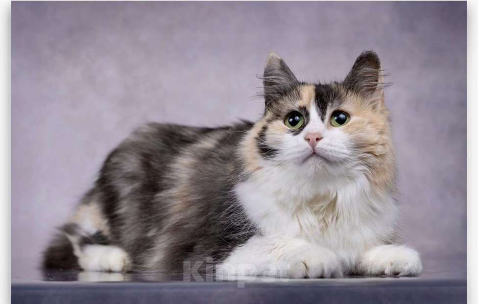 Кошки в Москве: Трехцветная кошка в добрые руки Девочка, Бесплатно - фото 2