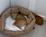 Кошки в Москве: Рыжие котята ищут дом Девочка, Бесплатно - фото 3