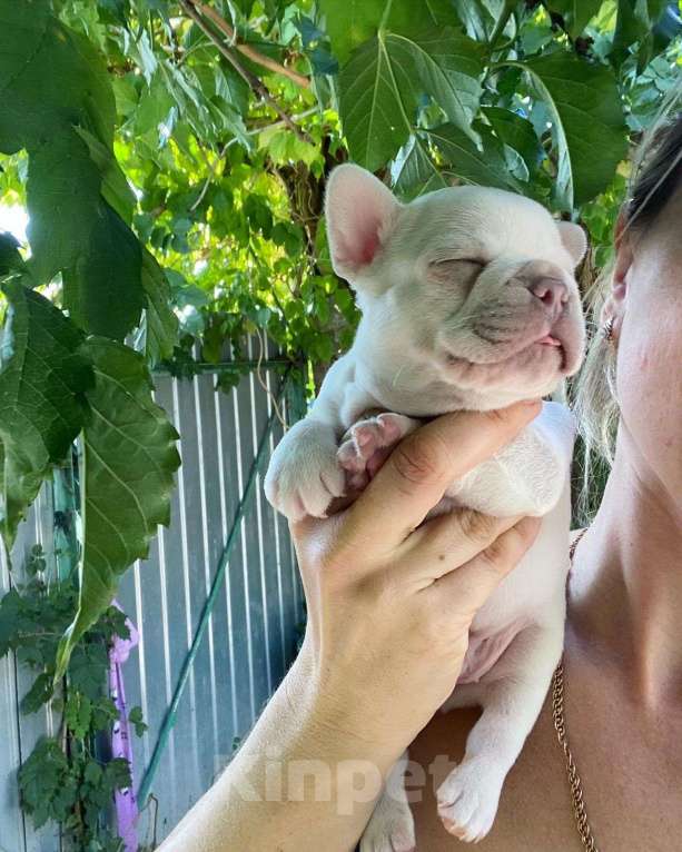 Собаки в Краснодаре: Кремовый красотулик Мальчик, 80 000 руб. - фото 4