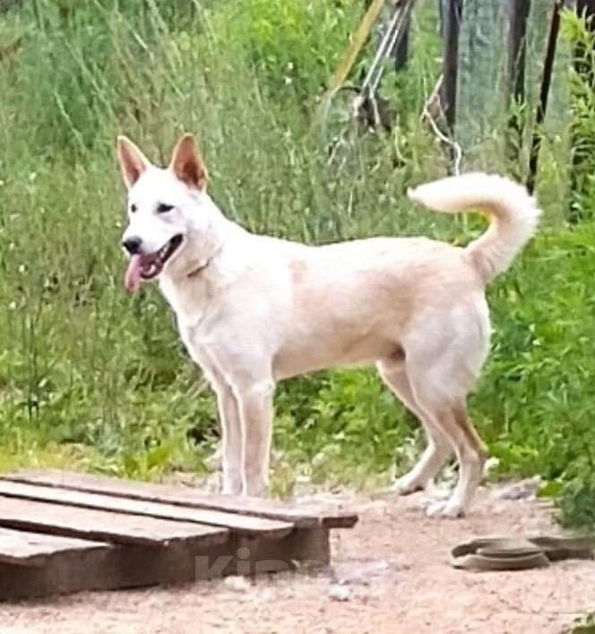 Собаки в Москве: Винки нужен дом  Мальчик, Бесплатно - фото 4