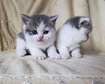 Кошки в Собинке: Шотландские котята, 3 000 руб. - фото 4