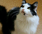 Кошки в Новоалтайске: Кошка Машенька, Бесплатно - фото 2