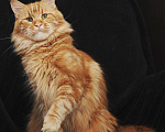 Кошки в Ливны: Кошка Мейн кун, 5 000 руб. - фото 2