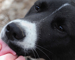 Собаки в Домодедово: Лада (лайка) 7 мес. в добрые руки Девочка, Бесплатно - фото 3
