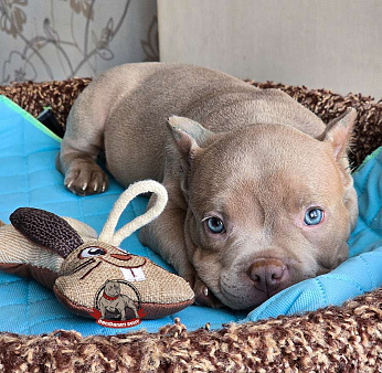 Ам.булли лиловый мальчик