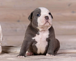 Собаки в Королеве: Американский булли стандарт Мальчик, 200 000 руб. - фото 8