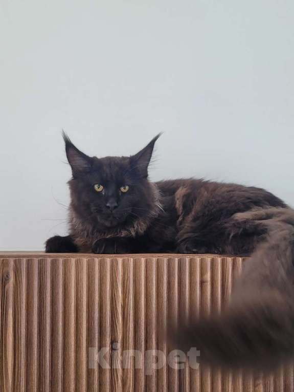 Кошки в Москве: Суровый котяра Мальчик, 45 000 руб. - фото 3