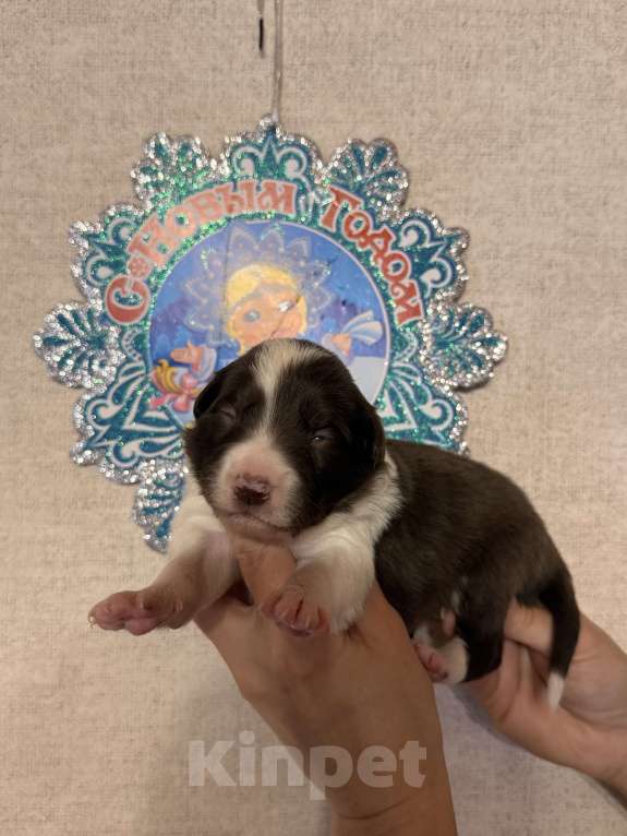 Собаки в других городах Московской области: Щенки Бордер Колли  Девочка, 90 000 руб. - фото 5