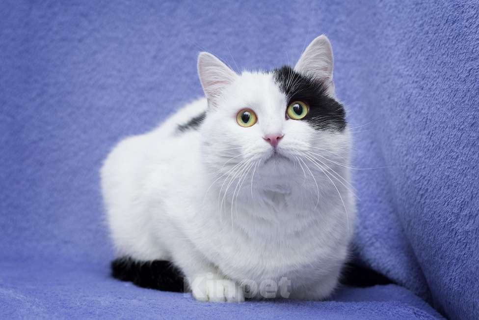 Кошки в Москве: Еще один бывшедомашний хороший кот Мальчик, Бесплатно - фото 3