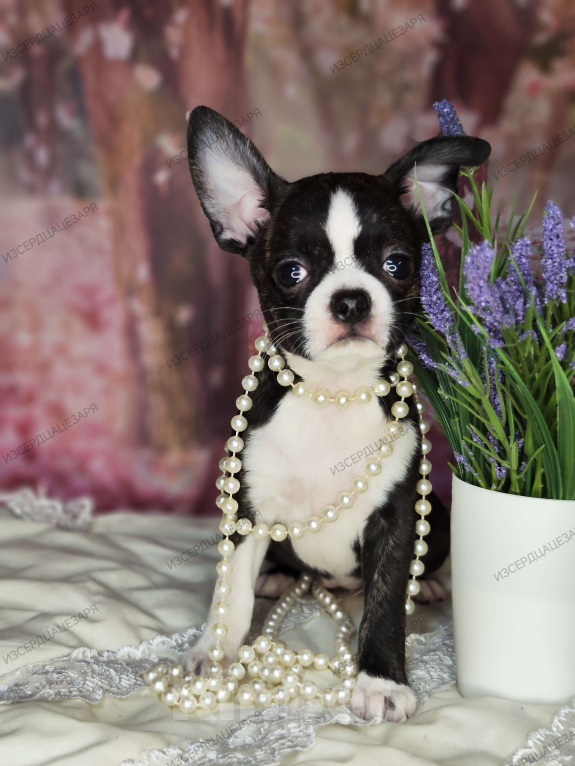 Собаки в Москве: Чихуахуа Кобби девочка Девочка, 25 000 руб. - фото 2