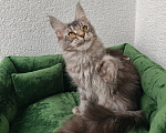 Кошки в Санкт-Петербурге: Котенок мейн-кун полидакт Мальчик, 75 000 руб. - фото 2