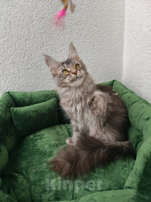 Кошки в Санкт-Петербурге: Котенок мейн-кун полидакт Мальчик, 75 000 руб. - фото 2