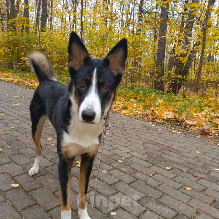 Собаки в Москве: Ищем ответственных хозяев для прекрасной собаки Эльзы. Девочка, Бесплатно - фото 1