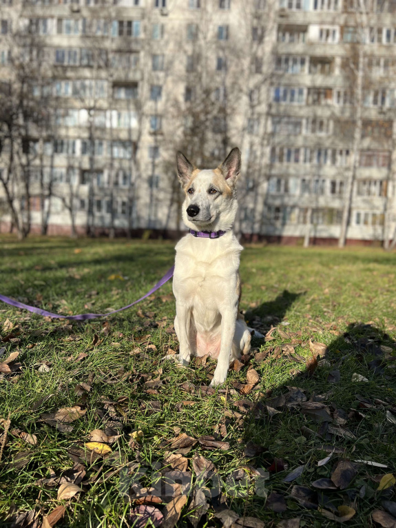 Собаки в Москве: Берта ищет дом Девочка, Бесплатно - фото 7