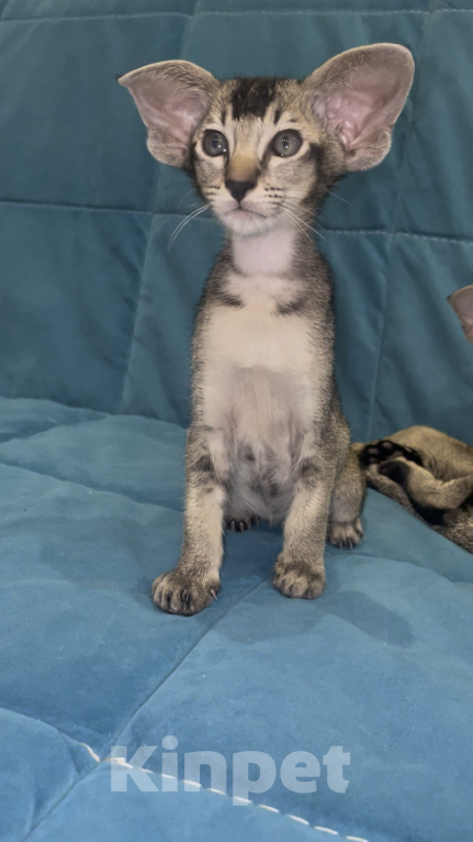 Кошки в Москве: Ориентальная девочка. Девочка, 150 000 руб. - фото 5