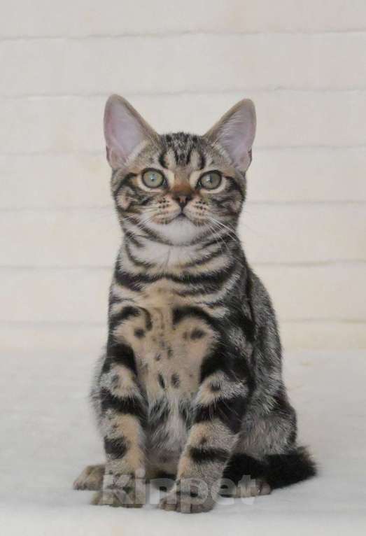 Кошки в Москве: Котята американской короткошерстной породы Мальчик, 70 000 руб. - фото 1