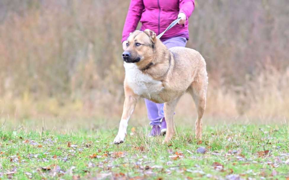Собаки в Москве: алабай в добрые руки Мальчик, Бесплатно - фото 4
