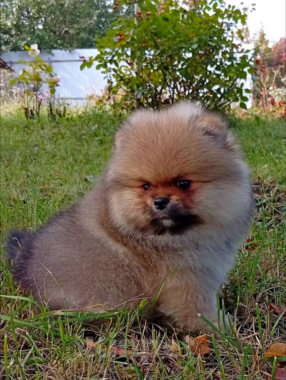 Собаки в Воронеже: Шпиц мишка Мальчик, 50 000 руб. - фото 6