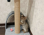 Кошки в Казани: Отдам Бесплатно котенка  Мальчик, Бесплатно - фото 4