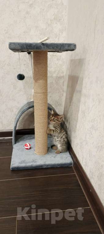 Кошки в Казани: Отдам Бесплатно котенка  Мальчик, Бесплатно - фото 4