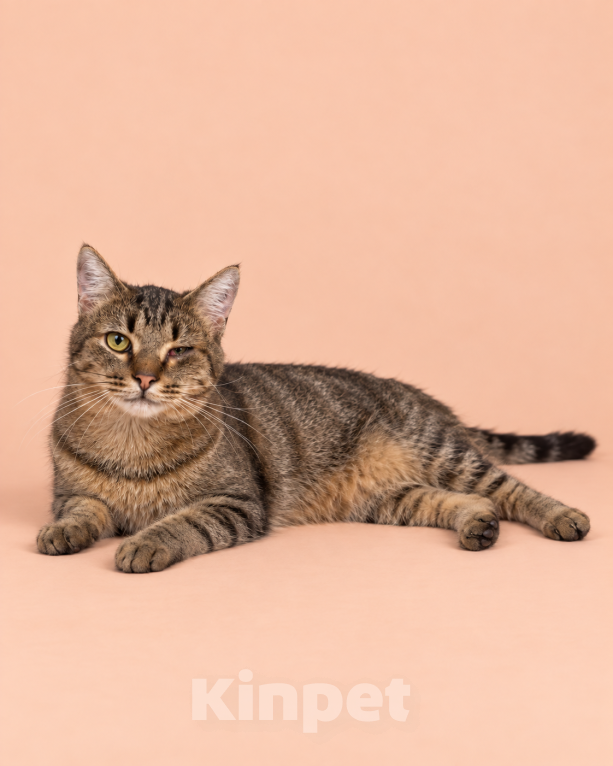 Кошки в Люберцах: Жан — маленький ураган, большой ласкуша и главный помощник во всех делах! Мальчик, Бесплатно - фото 6