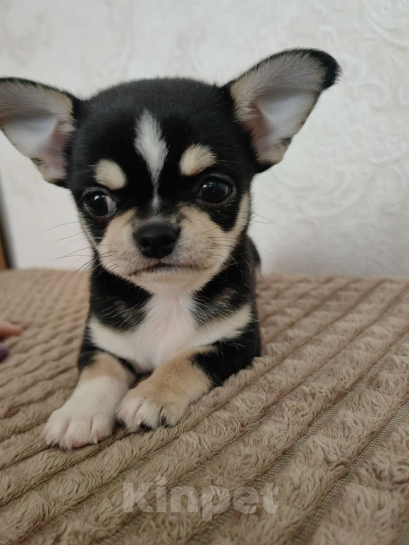 Собаки в Краснодаре: Чихуахуа Мальчик, 35 000 руб. - фото 8