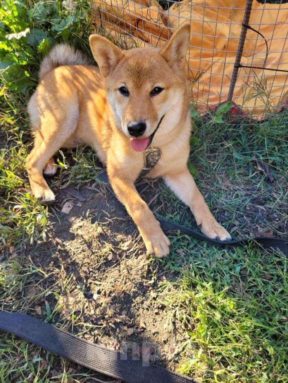 Собаки в других городах Краснодарского края: Очарование сибы Девочка, 70 000 руб. - фото 1