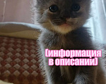 Кошки в Краснодаре: Котенок русской голубой кошки Девочка, 800 руб. - фото 1