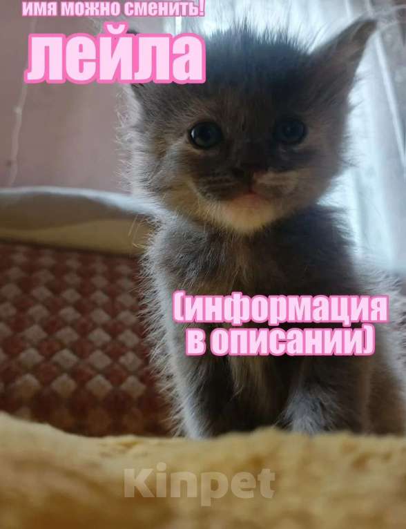 Кошки в Краснодаре: Котенок русской голубой кошки Девочка, 800 руб. - фото 1