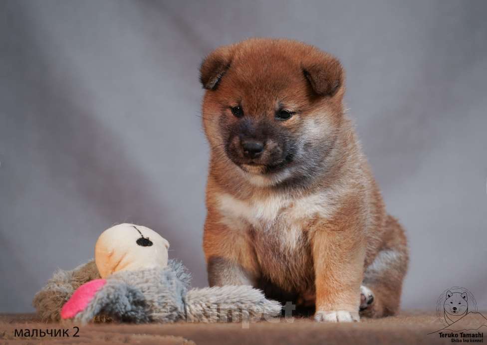 Собаки в других городах Московской области: Мальчик сиба ину Мальчик, 90 000 руб. - фото 2