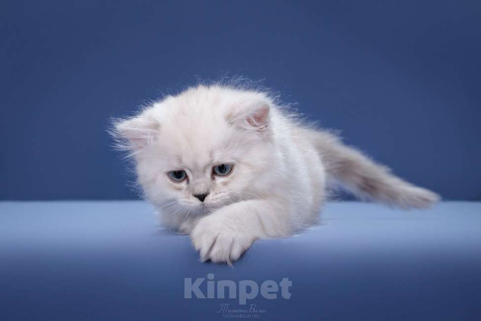 Кошки в Москве: Менуэт котенок Мальчик, 60 000 руб. - фото 2