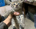 Кошки в Казани: Котята в добрые руки Девочка, Бесплатно - фото 2