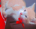 Кошки в Чебоксарах: котёнок умный,красивый, ласковый Мальчик, 50 руб. - фото 4